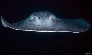 Maldives 2021  - Raie pastenague noire - Blackblotched stingray - Taeniurops meyeni - DSC00622_rc